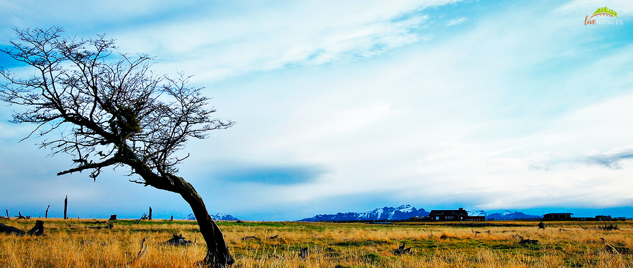 Torres del paine
